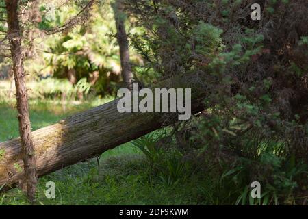 Ein alter gefallener Baum auf dem Gras Stockfoto