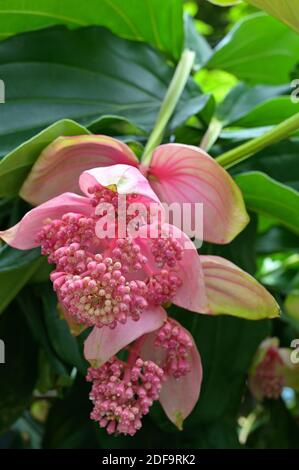 Ein Blütenstand von Blüten der Rosentraube (Medinilla magnifica). Heimisch auf den Philippinen, ist es auch bekannt als die philippinische Orchidee. Stockfoto