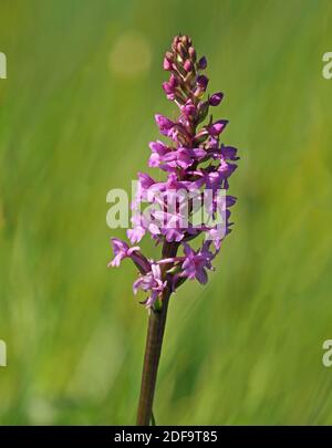 Masse von rosa Blüten mit langen Ausläufern auf hohen Blütenspieß von duftenden Orchideen (Gymnadenia conopsea) im Cumbria Wildlife Trust Reserve, England Stockfoto