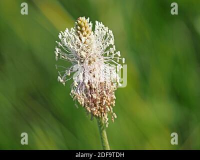 Detail eines sonnendurchfluteten Blütenkopfes von Hory Plantain (Plantago media) ein Mehrjährige Pflanze, die in kalkhaltigem Grasland in Cumbria, England, UK wächst Stockfoto