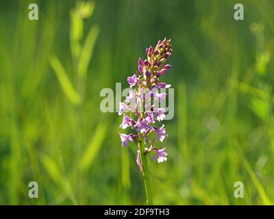 Masse von rosa Blüten mit langen Ausläufern auf hohen Blütenspieß von duftenden Orchideen (Gymnadenia conopsea) im Cumbria Wildlife Trust Reserve, England Stockfoto