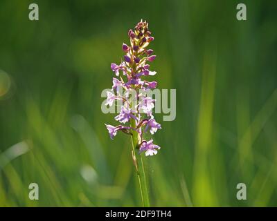 Masse von rosa Blüten mit langen Ausläufern auf hohen Blütenspieß von duftenden Orchideen (Gymnadenia conopsea) im Cumbria Wildlife Trust Reserve, England Stockfoto