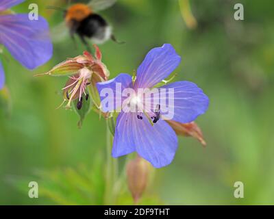 Karderbiene (Bombus pascuorum) bestäubende Wiesenkrane (Geranium pratense) Wiesenkrane oder Geranie Blume -Cumbria, England, UK Stockfoto