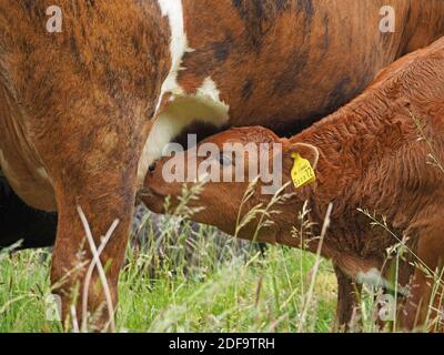 Mit Ohrmarken versehene braune und weiße Kalbssäugung vom Euter der Mutterkuh auf der rauen Wiese Cumbria, England, Großbritannien Stockfoto