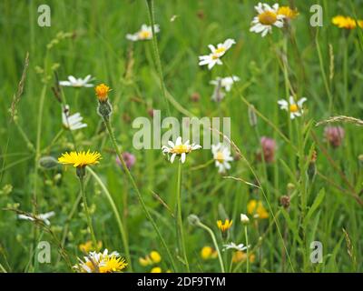 wildblumen einschließlich Ox-Eye Gänseblümchen, (Leucanthemum vulgare) Rotklee und Löwenzahn Art Blumen wachsen wild auf einer Wiese in Cumbria, England, UK Stockfoto