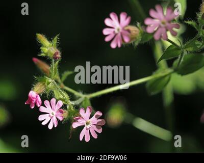 Rosa Blüten und Knospen von Red Campion (Silene dioica), auch bekannt als rote Catchfly mit charakteristischen Blase und behaarten Stängeln in Cumbria, England, UK Stockfoto