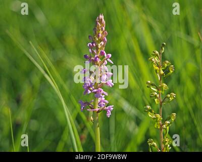 Masse von rosa Blüten mit langen Ausläufern auf hohen Blütenspieß von duftenden Orchideen (Gymnadenia conopsea) im Cumbria Wildlife Trust Reserve, England Stockfoto