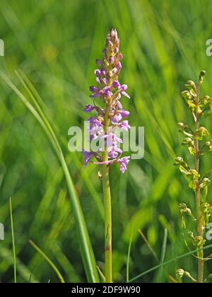 Masse von rosa Blüten mit langen Ausläufern auf hohen Blütenspieß von duftenden Orchideen (Gymnadenia conopsea) im Cumbria Wildlife Trust Reserve, England Stockfoto