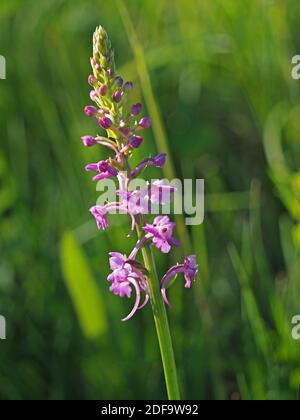 Masse von rosa Blüten mit langen Ausläufern auf hohen Blütenspieß von duftenden Orchideen (Gymnadenia conopsea) im Cumbria Wildlife Trust Reserve, England Stockfoto