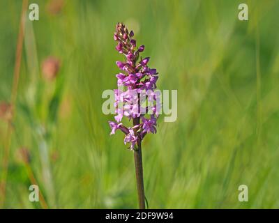 Masse von rosa Blüten mit langen Ausläufern auf hohen Blütenspieß von duftenden Orchideen (Gymnadenia conopsea) im Cumbria Wildlife Trust Reserve, England Stockfoto