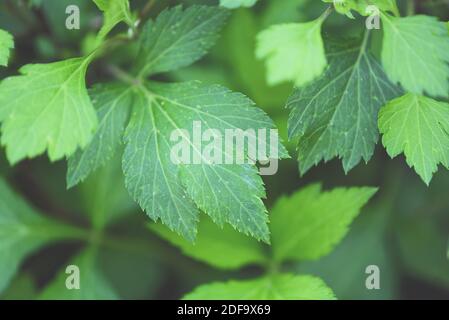 Artemisia lactiflora, Weisses Beifuß Blätter grün für Kräuter Gemüsefutter Natur im Garten Stockfoto