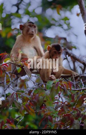 Eine Mutter und ein Baby KURZSCHWANZMAKAKEN oder STUMPF TAILED MACACA (Arktoices) in der KINABATANGAN FLUSS WILDLIFE SANCTUARY - SABAH, BORNEO Stockfoto