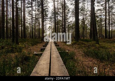 Viru raba (Viru Moor) Pfad in Estland im Lahemaa Nationalpark, in der Nähe von Tallinn. Holzweg zwischen hohen Bäumen im nebligen Wintertag. Stockfoto