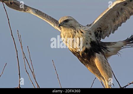 Rauer Falke Stockfoto