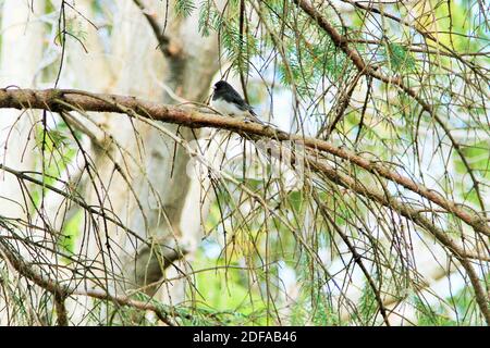 Blauer jay sitzt auf einem Ast eines Baumes Stockfoto