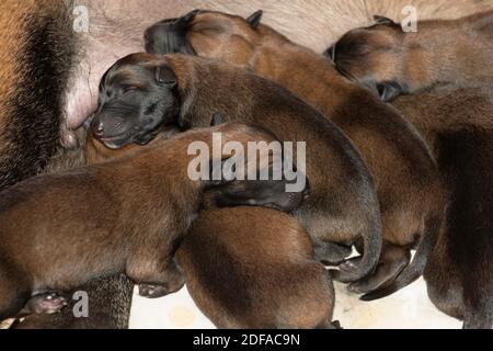Neugeborene belgische Malinois Welpen Stockfoto