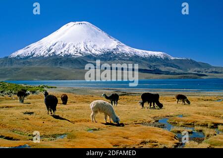 ALPAKAS grasen unter PARINACOTA (20.800 ft) an den Ufern des LAGO CHUNGARA - LAUCA BETREIBUNG PARK, CHILE Stockfoto