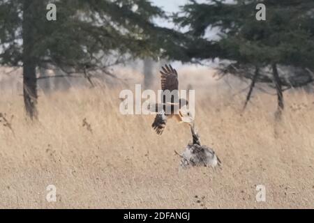 Harrier Hawk greift Red Tailed Hawk an Stockfoto