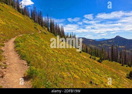 Der Trail in der Nähe von LOBO Punkt, Höhe 7060 Füßen, auf der Wasserscheide mit sterbenden Fichten Bäume - südlichen COLORADO Stockfoto