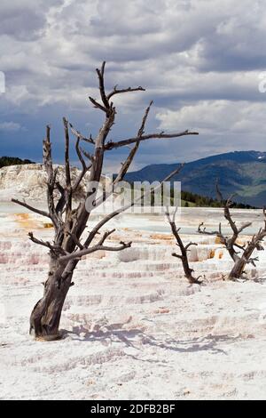 MAMMOTH HOT SPRING Terrassen sind ein wunderbares Beispiel der vulkanischen thermische Eigenschaften - YELLOWSTONE-Nationalpark, WYOMING Stockfoto