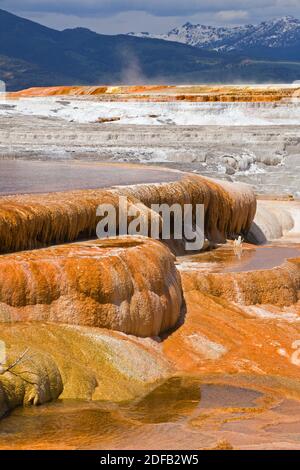 MAMMOTH HOT SPRING Terrassen sind ein wunderbares Beispiel der vulkanischen thermische Eigenschaften - YELLOWSTONE-Nationalpark, WYOMING Stockfoto