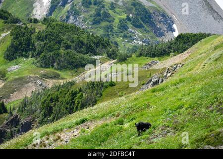 Black Bear Frolics durch das Sommerfeld in den Bergen von Washington Stockfoto