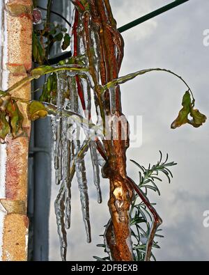 Das eiskalte Wetter bringt Eis und Eiszapfen nach England. Hier hat das Eis die Äste eines kleinen Baumes umhüllt. Nach dem Tauwetter wurde es jedoch als gesund befunden Stockfoto