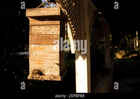 Holzkoffer für Wabenwabe (das ist innen) Mit einer Menge Bienen fliegen und produzieren Honig in Ein heller Tag auf einer Ranch in brasiliens Landschaft Stockfoto