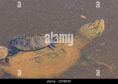 Ein Gelbbauchiger Slider fängt eine Rid auf einer Common Snapping Turtle (Chelydra serpentina). Raleigh, North Carolina. Stockfoto