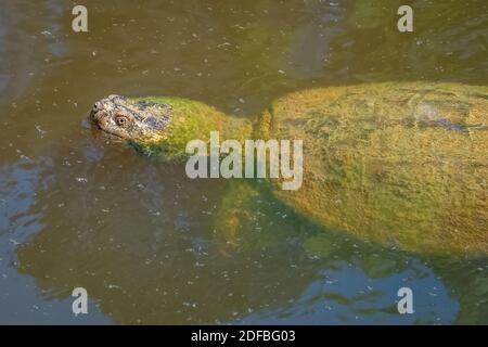Eine gewöhnliche Schnappschildkröte (Chelydra serpentina), die in einem Teich schwimmend ist. Raleigh, North Carolina. Stockfoto