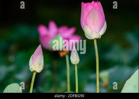 Lotusblüten in verschiedenen Phasen der Blüte; eine asiatische Schönheit, ein asiatisches Aphrodisiakum Stockfoto