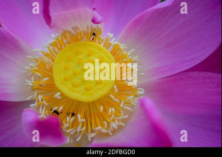 Lotusblüten in verschiedenen Phasen der Blüte; eine asiatische Schönheit, ein asiatisches Aphrodisiakum Stockfoto