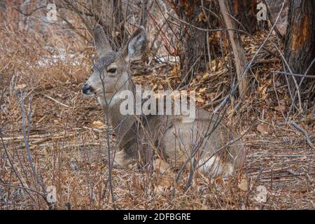 Weibchen Doe Rocky Mountain Mule Hirsch ruht unter Weiden, Castle Rock Colorado USA. Hackschnitzel und nackter Baum dahinter sind von American Beavers. Stockfoto