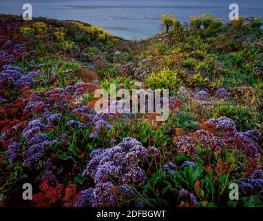 Limonium, Sea Lavender, Coreopsis, Leo Carrillo State Beach, Malibu, Kalifornien Stockfoto