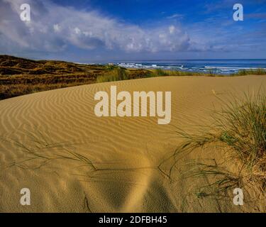 Dünen, Pismo State Beach, San Luis Obispo County, Kalifornien Stockfoto