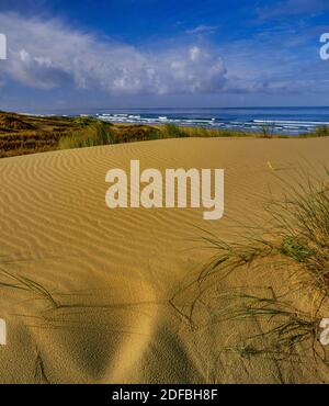 Dünen, Pismo State Beach, San Luis Obispo County, Kalifornien Stockfoto