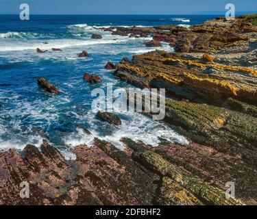 Monterey Schiefer, Montana de Oro State Park, San Luis Obispo County, Kalifornien Stockfoto