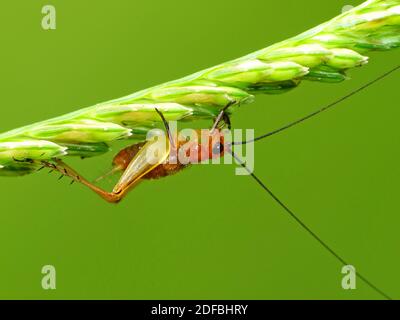 Insektenaktivität im täglichen Leben Stockfoto