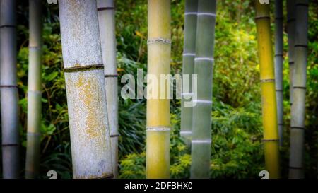 Bambusbäume, hoch stehend, in einem Wald in der Nähe von Kamakura, Japan. Stockfoto