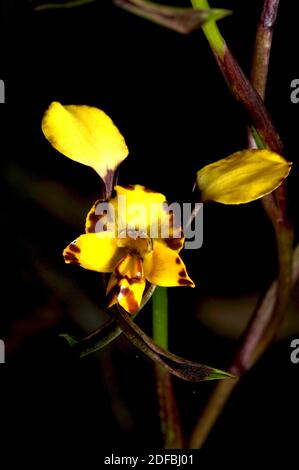 Die Leopardenorchidee (Diuris Pardina) ist eng mit der Eselorchidee (Diuris Sulfurea) verwandt, ist aber kleiner mit dunkelbraunen Flecken. Stockfoto