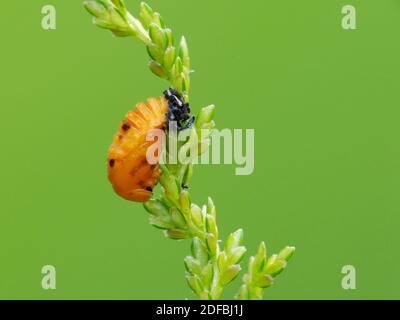 Insektenaktivität im täglichen Leben Stockfoto