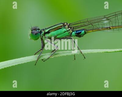 Insektenaktivität im täglichen Leben Stockfoto