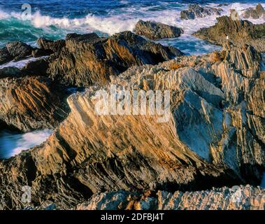 Monterey Schiefer, Montana de Oro State Park, San Luis Obispo County, Kalifornien Stockfoto