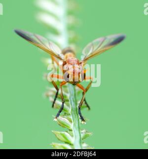 Insektenaktivität im täglichen Leben Stockfoto