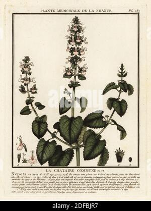 Catnip, La chataire commune, Nepeta cataria. Kupferstich in drei Farben von Pierre Bulliard aus seiner Herbier de la France, ou Collection complete des plantes indigees de ce royaume, Didot jeune, Debure et Belin, 1780-1793. Stockfoto