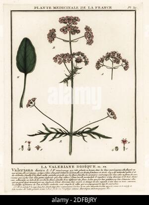 Valerian, La valeriane dioique, Valeriana dioica. Kupferstich in drei Farben von Pierre Bulliard aus seiner Herbier de la France, ou Collection complete des plantes indigees de ce royaume, Didot jeune, Debure et Belin, 1780-1793. Stockfoto