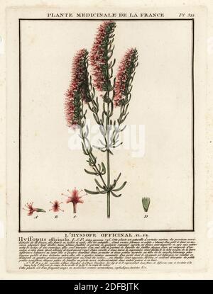 Ysop, L’Ysope officinal, Yssopus officinalis. Kupferstich in drei Farben von Pierre Bulliard aus seiner Herbier de la France, ou Collection complete des plantes indigees de ce royaume, Didot jeune, Debure et Belin, 1780-1793. Stockfoto