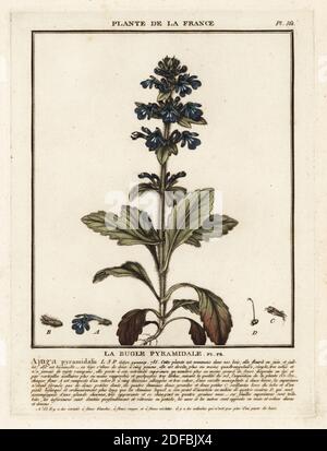 Pyramidenbugle, La bugle pyramidale, Ajuga pyramidalis. Kupferstich in drei Farben von Pierre Bulliard aus seiner Herbier de la France, ou Collection complete des plantes indigees de ce royaume, Didot jeune, Debure et Belin, 1780-1793. Stockfoto
