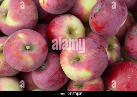 Frucht Hintergrund von reifen roten Äpfeln. Draufsicht. Stockfoto