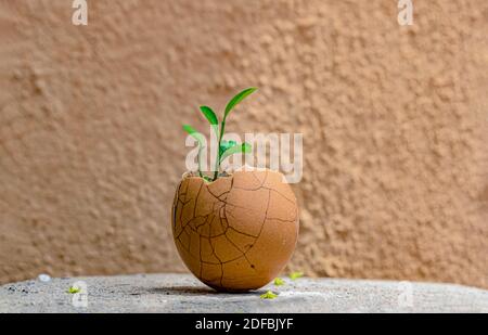 Schöne neu gekeimt Zitronenpflanze Sämling aus gebrochener Eierschale, für einfache Transplantation. Passende Hintergrund macht Foto Auge Süßigkeiten. Stockfoto